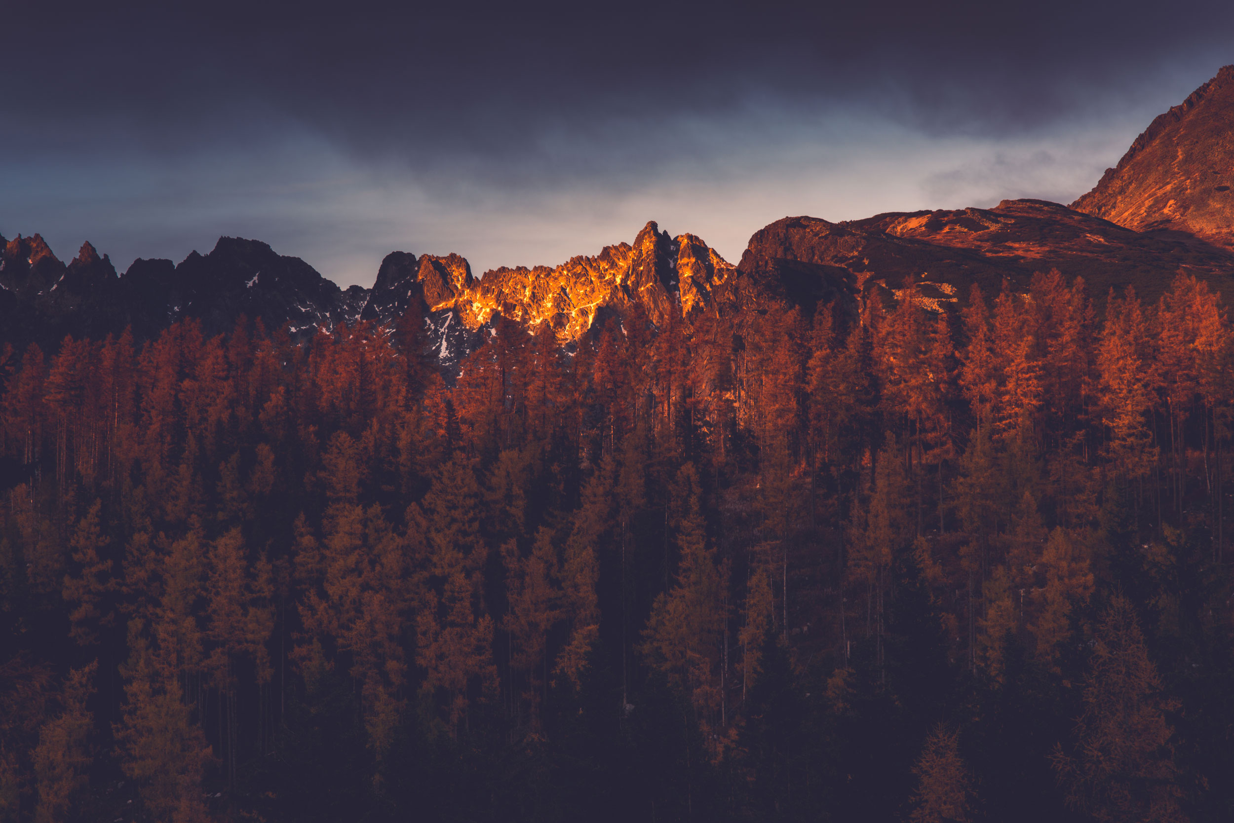 Lots of tree's with the sun hitting mountains in the background