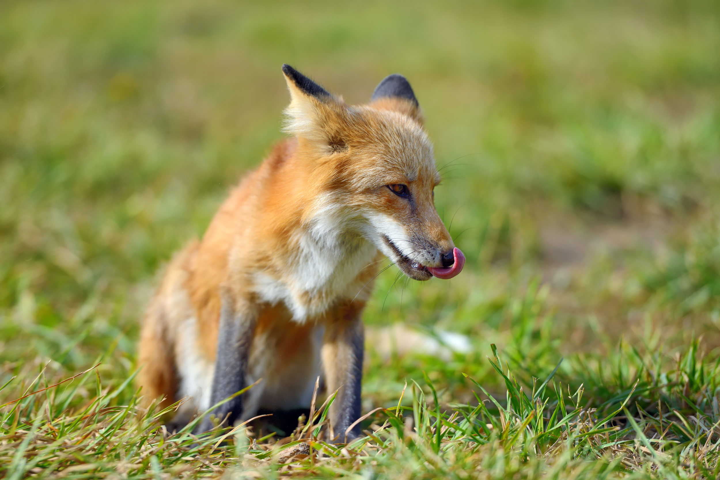 Fox licking its nose in nature