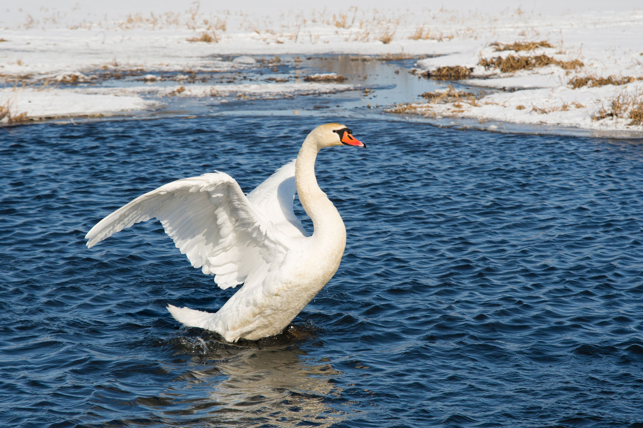 Swan in water splashing