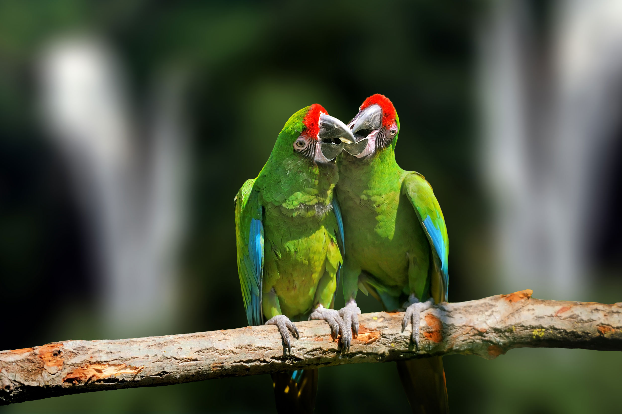 2 green macaw's sitting on a branch